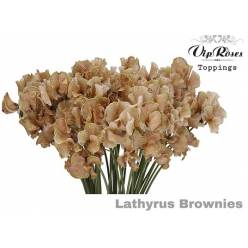 Lathyrus Pint. Brownies 35cm "T50"