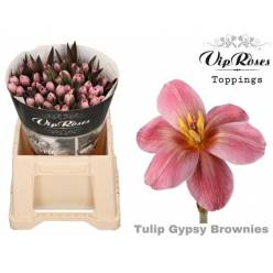 Tulipan Hol. Tint. Gypsy Brown 40cm