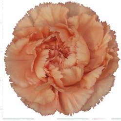 Clavel Hol. 65cm Megan