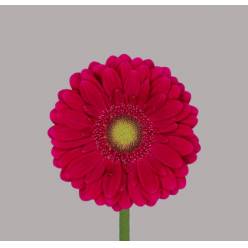 Gerbera Mini Hol. Vivian. fr "T20"