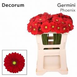 Gerbera Mini Hol. Phoenix Rj "T20"