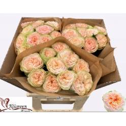 Rosa Hol. Amberley Park 60cm  (7 Dias - 2)