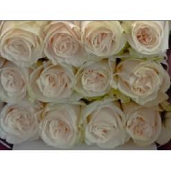 Rosa Ecu. Milky Way 40cm Bl. (7 Dias - 2)