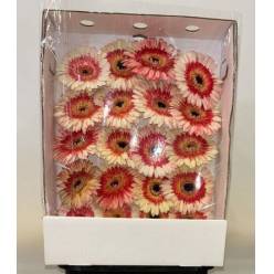 Gerbera Italia Bicolor Rosa "T20"