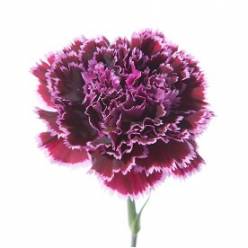 Clavel Col. Select Nobbio Mor. T25