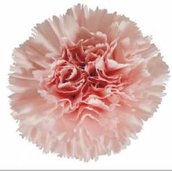 Clavel Col. Select Jodie Rs.