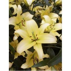 Oriental Hol. Am. Yelloween 80cm 3/4 fl. (7 Dias - 2)