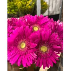 Gerbera Italia Fucsia "T20"