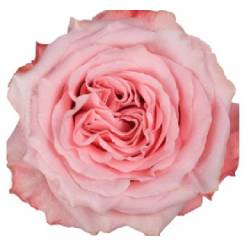 Rosa Col. Bimba 40cm Rs.