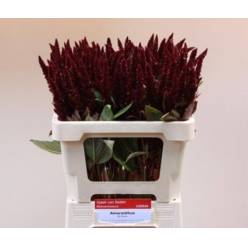 Amaranthus Hol. Pygmy Torch 60cm Gr.