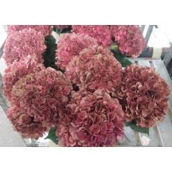 Hortensia Hol. Pink Ruby Classic 80cm 18/20