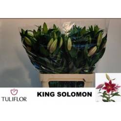 Oriental Hol. Bic. King Solomon 90cm 3/4 fl.