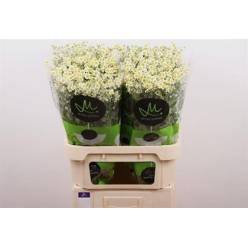 Tanacetum S.Vegmo Manzanilla 80cm 550gr "Marginpar"