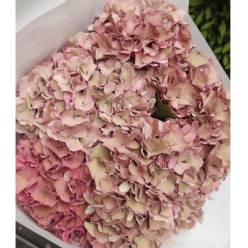 Hortensia Hol. Rodeo Class 75cm  18/20