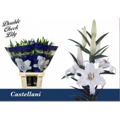 Oriental Hol. Bl. Castellani 100cm 4 fl.