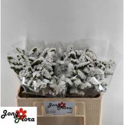 Statice Hol. Harmony Wings 50cm 20gr "T25" Bl.