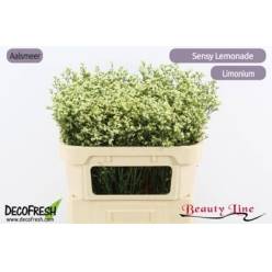 Limonium Hol. Sen. Lemonade 80cm 30gr "T25" Am.