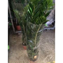 P. Zamioculca Zamiifol 21/100cm 8T