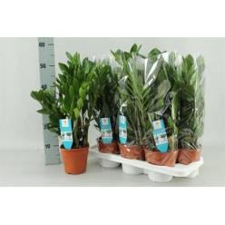 P. Zamioculca Zamiifol 14/55cm x7 8T