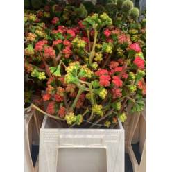 Eucalipto Italia Cardenale 70cm 400gr