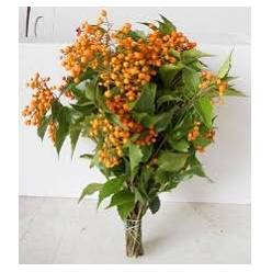 Pittosporum Rombifoglia 50cm 200gr.