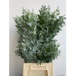 Mimosa Italia Denis Boden verde 55cm 200gr