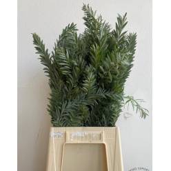 Mimosa Italia Luna Argento Verde 60cm 200gr