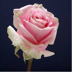 Rosa Col. Rosita Vendela 40cm