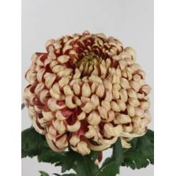 Uniflor Hol. Vienna copper 160gr 80cm