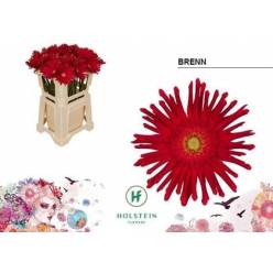 Gerbera Hol. Gerpasta Brenn. "T10"