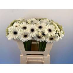 Gerbera Mini Hol. Olaf Bl "T20"