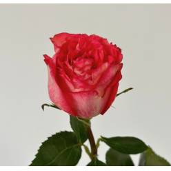 Rosa Ecu. Iguazu 80cm Bic. (7 Dias - 2�)