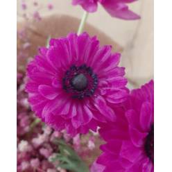 Anemona Ecu. Levante Fucsia 30cm