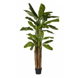 P. Musa Artificial Verde 300cm