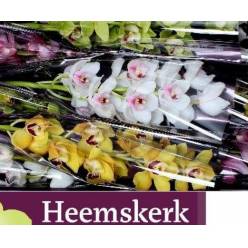 Cymbidium Mixta 60cm " Heemskerk "