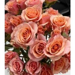 Ramificada Ecu. Ilse 40cm