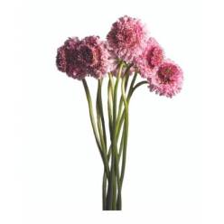 Scabiosa Ecu. Focal Pink 60cm