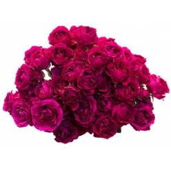 Ramificada Ecu.Hot Pink Majolika 40cm