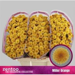 Santini Miller Orange 1000gr "T25"