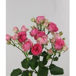 Ramificada Pretty Giselle! 50cm