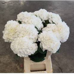 Hortensia Hol. Royal Princess 60cm �16/18