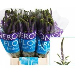 Veronica Pauline 50cm Azul