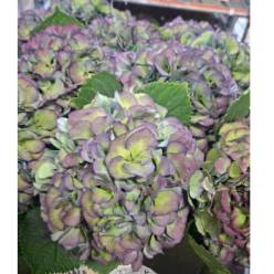Hortensia Hol. Mag. Elbtal Classic 70cm 18/20