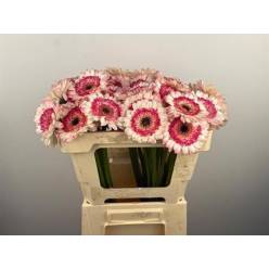 Gerbera Mini Hol. Happy Hour