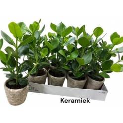 P. Clusia Rosea 12/50cm "CC8" -Maceta Ceramica-
