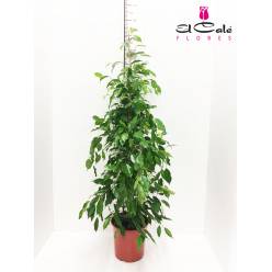 P. Ficus Be Exotica 27/155cm