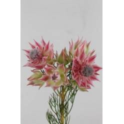 Safari Ayoba Pretty 'n' Pink 40cm