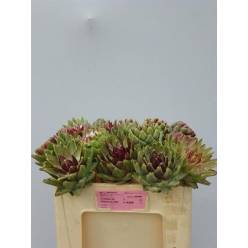 Cynara Scolymus Green Glob 50cm