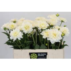 Dalia Hol. White Nettie 50cm "CC40"