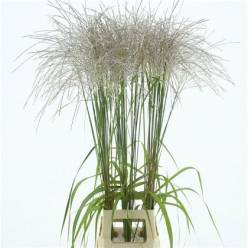 Miscanthus Sinensis Memory 80cm